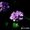 紫陽花4