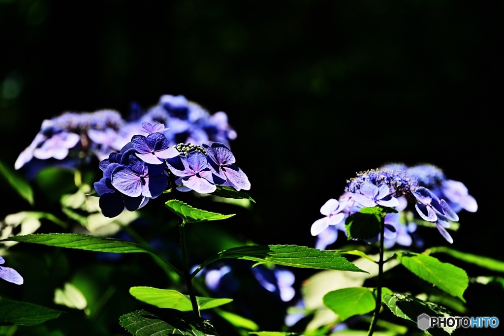 紫陽花
