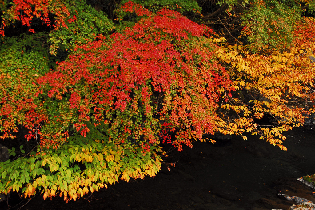 桐生川上流の紅葉