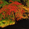 桐生川上流の紅葉
