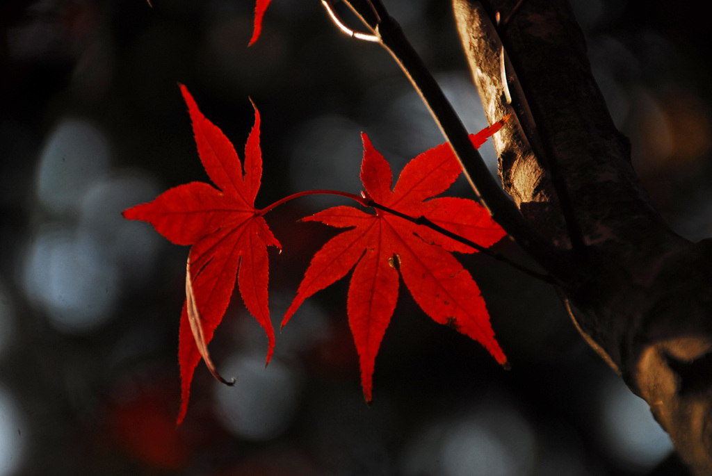 紅く