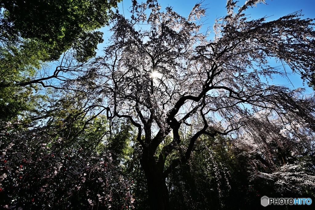 枝垂れ桜