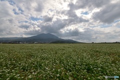 蕎麦畑と筑波山