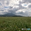 蕎麦畑と筑波山