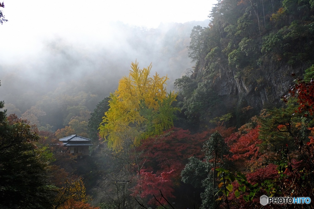 霧の浄因寺紅葉