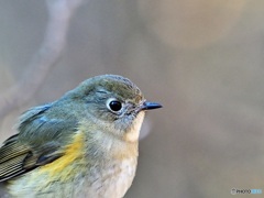 ルリビタキ♀　アップ