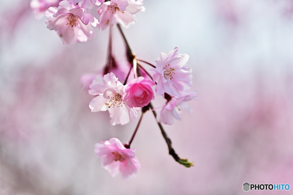 しだれ桜