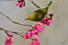 寒緋桜にメジロ3