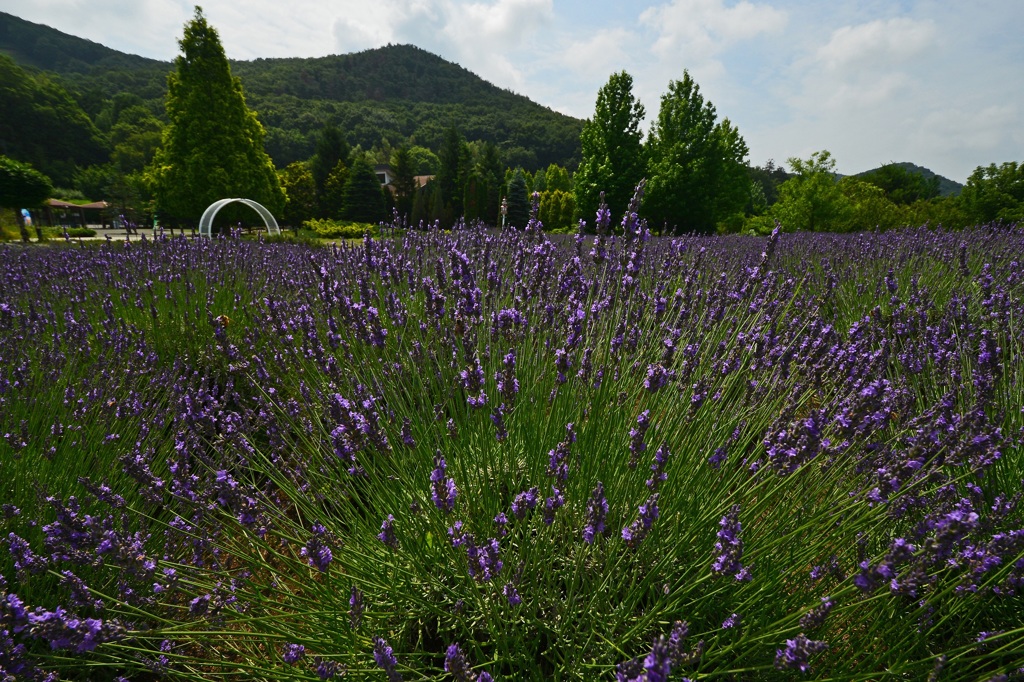 みかも山公園のラベンダー1