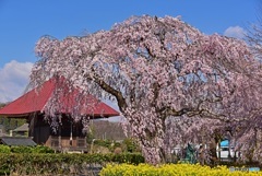長福寺　お堂と枝垂れ桜