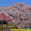 長福寺　お堂と枝垂れ桜
