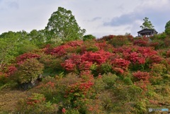 見晴山のツツジ