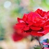 赤い薔薇