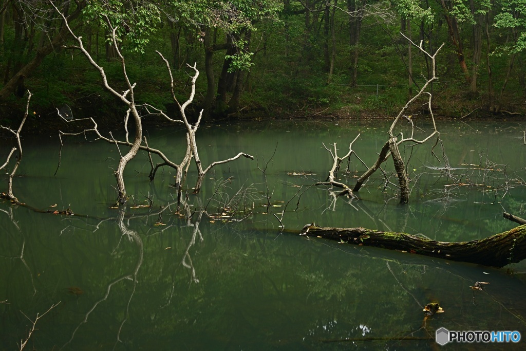 屍の池