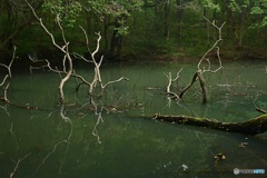 屍の池