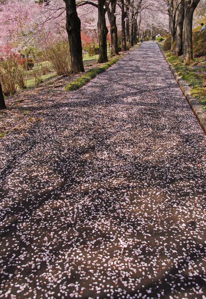 桜路