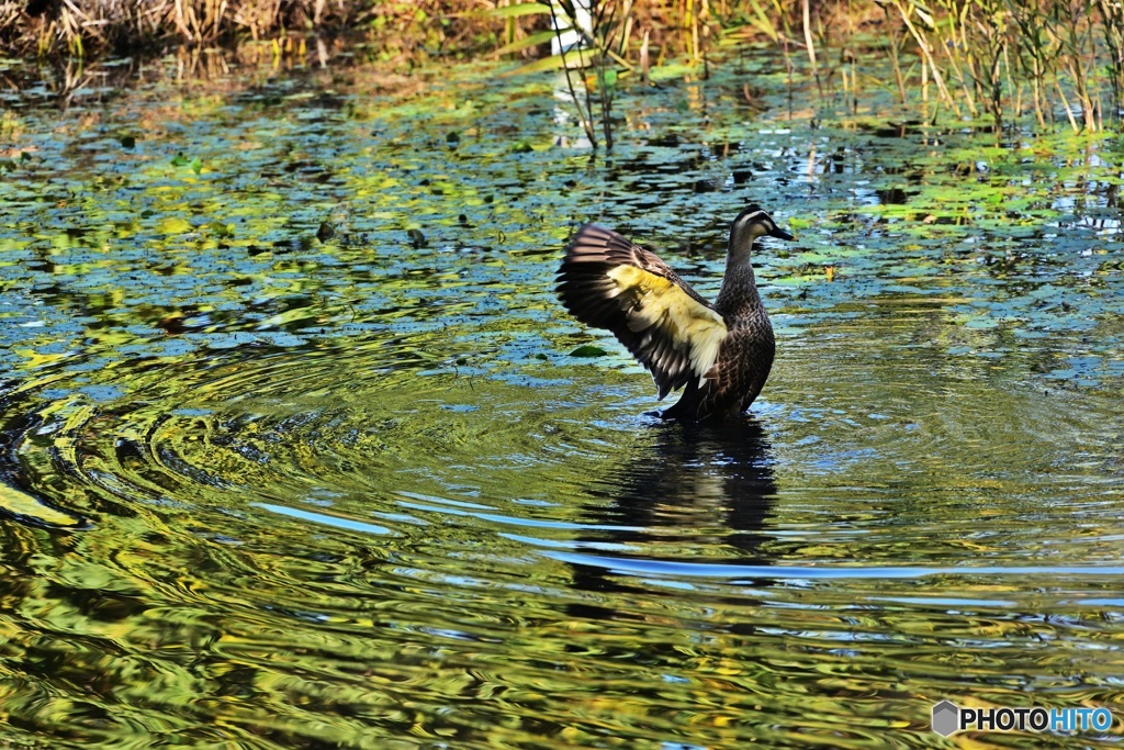カルガモの羽ばたき