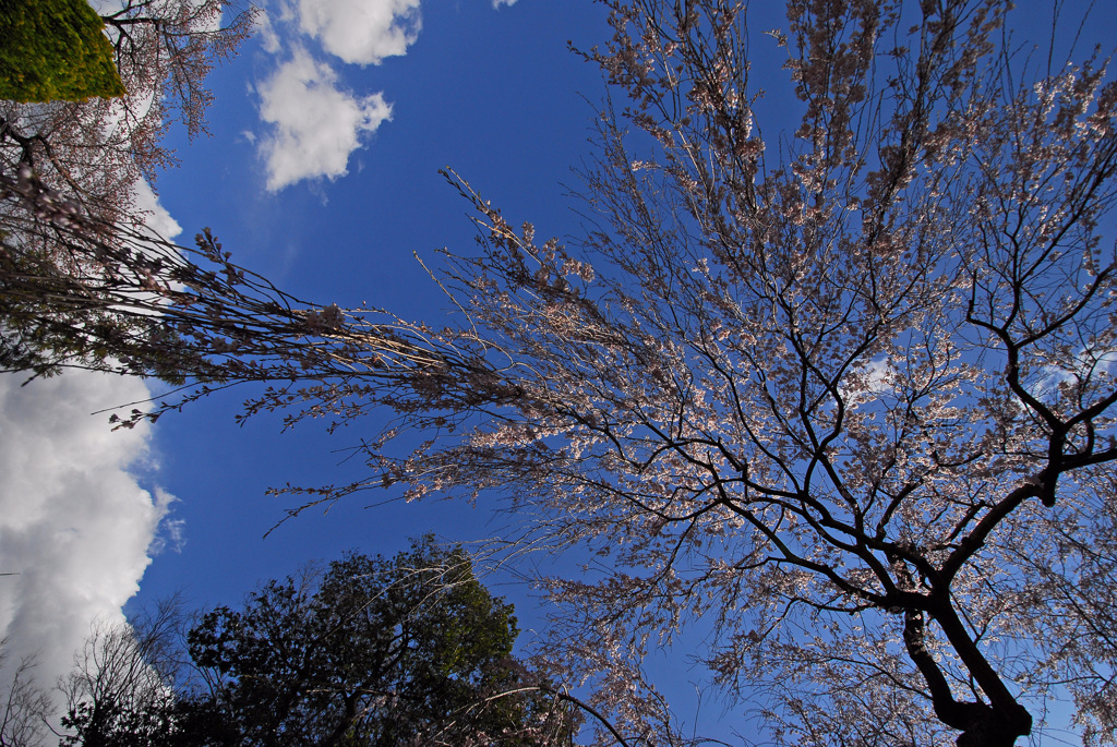 枝垂れ桜