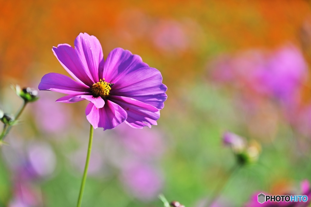 ピンク色のコスモス