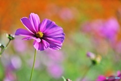 ピンク色のコスモス