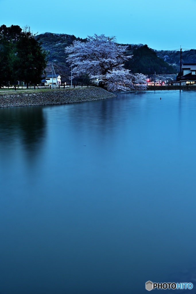 八幡宮の一本桜　縦構図