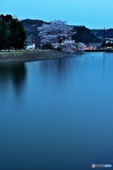 八幡宮の一本桜　縦構図
