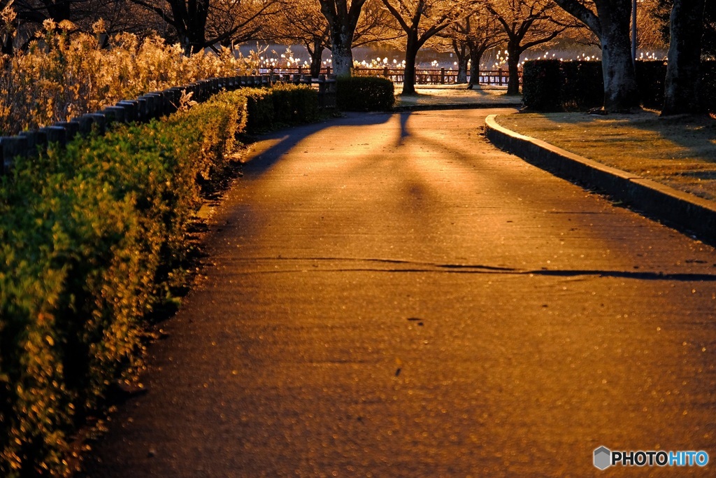 朝陽の散歩道