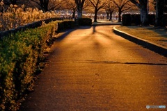 朝陽の散歩道