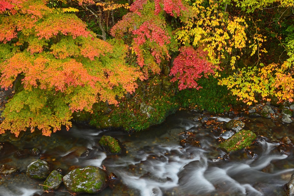 桐生川上流の紅葉