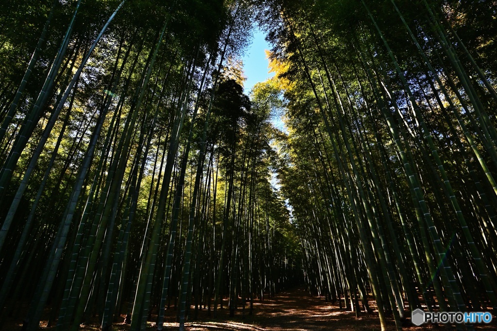 竹林の道