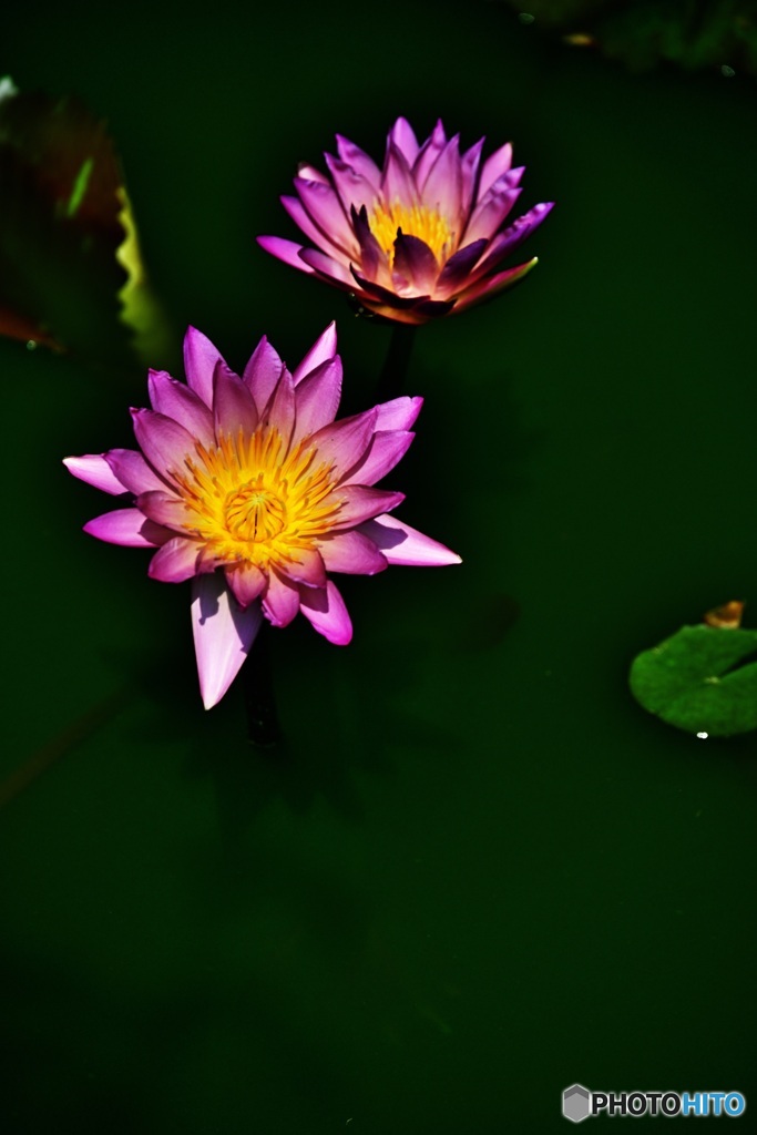 熱帯性睡蓮2