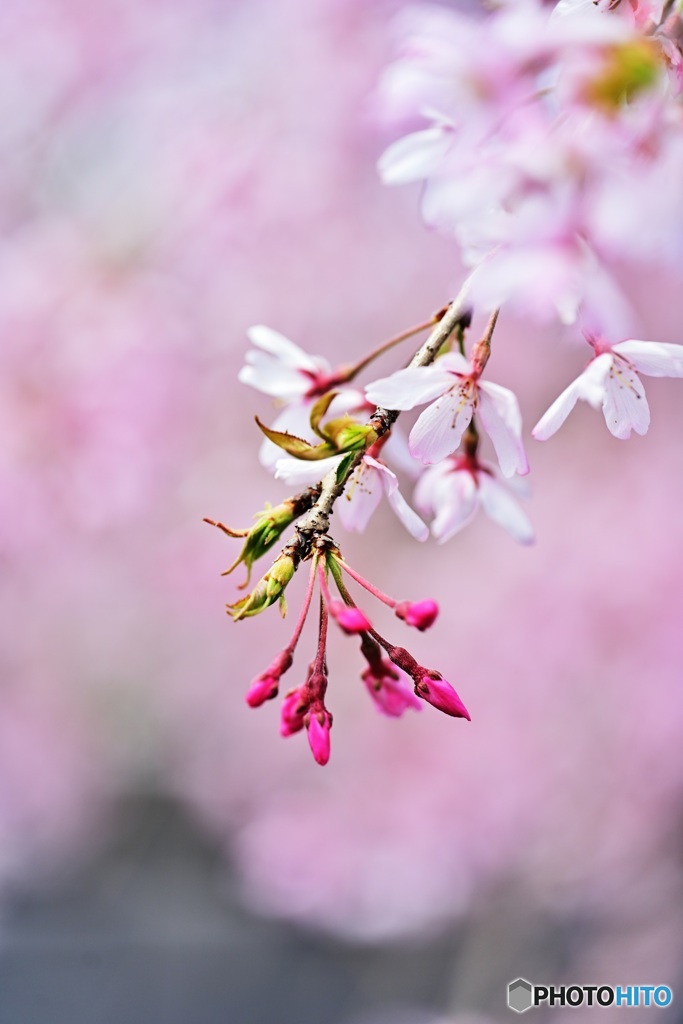 枝垂れ桜