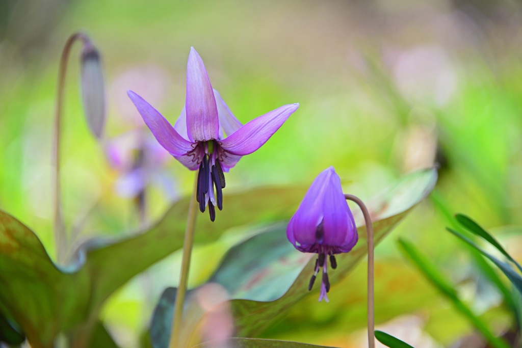 カタクリの花