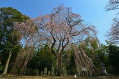 頼母子薬師堂の枝垂れ桜