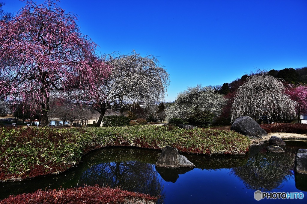 万葉庭園