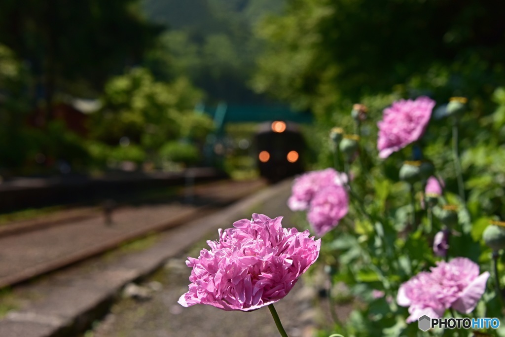 花の出迎え