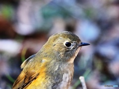 ルリビタキ♀　アップ