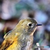 ルリビタキ♀　アップ
