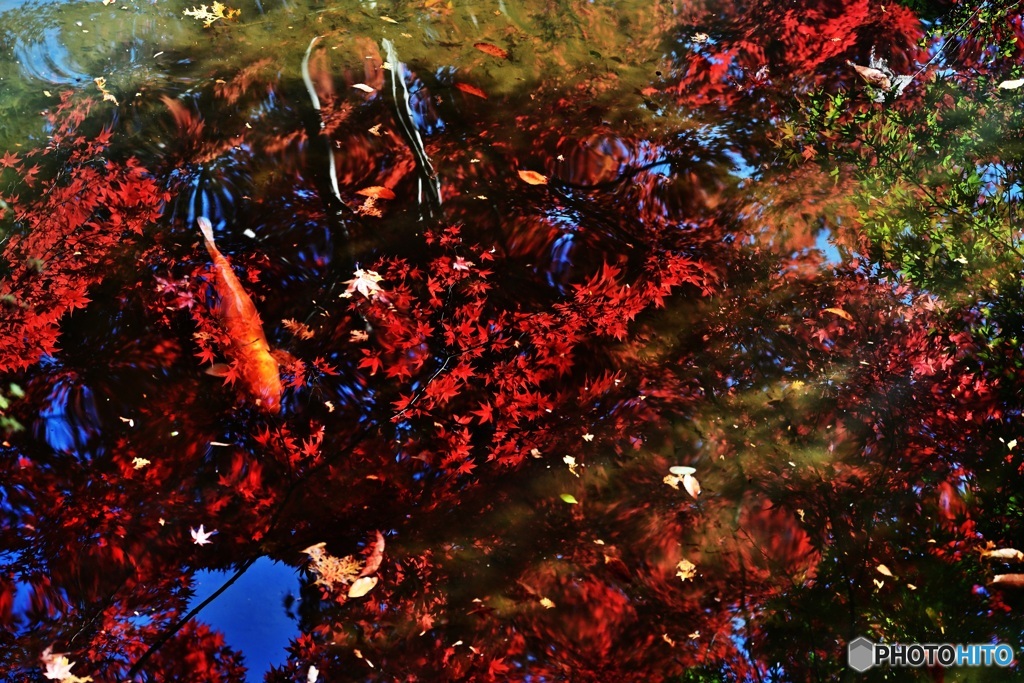 紅葉の鯉