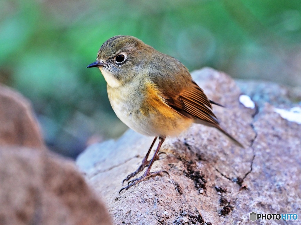ルリビタキ♀