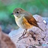 ルリビタキ♀