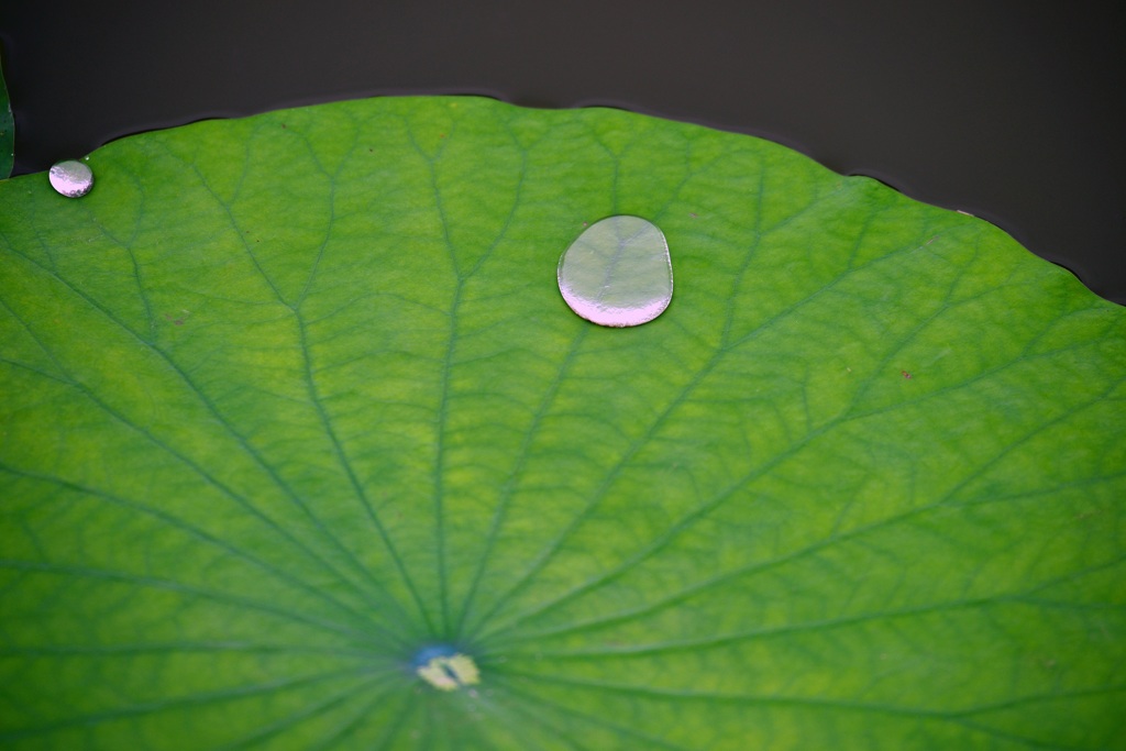 水滴