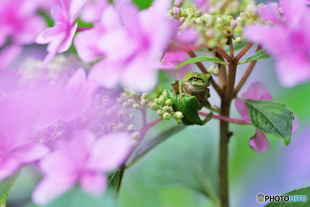 紫陽花にカエル3