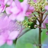 紫陽花にカエル3