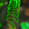 シダ