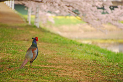 雉のお花見