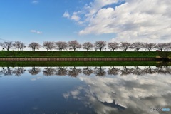水郷公園の桜並木1