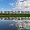 水郷公園の桜並木1