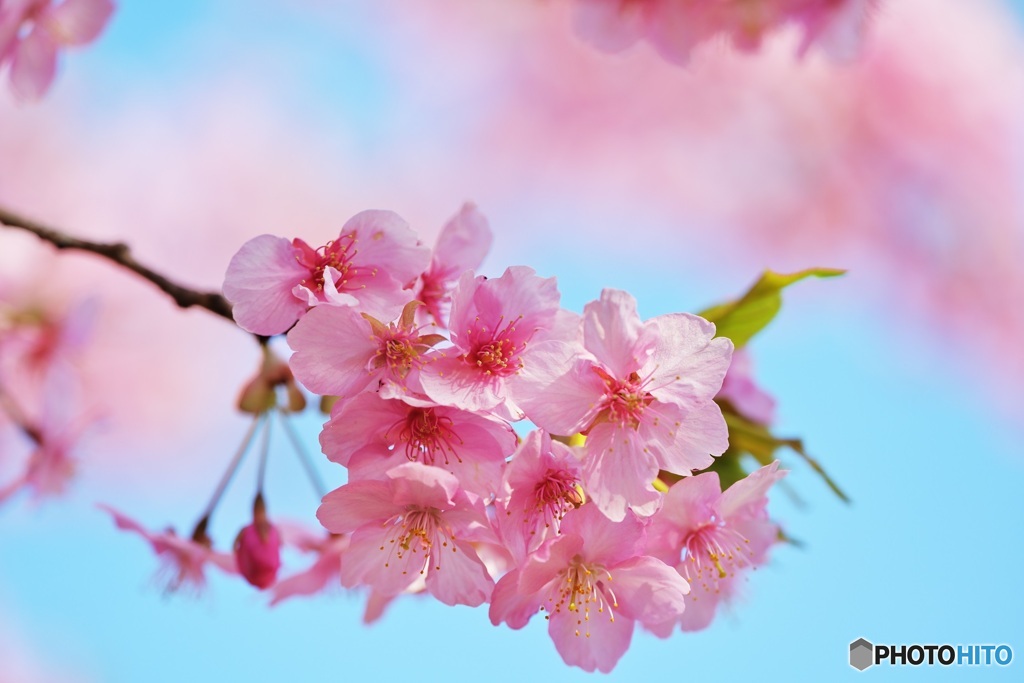 河津桜