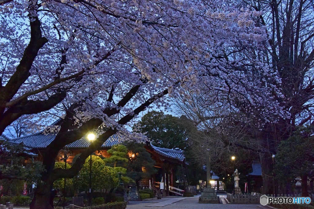 国宝鑁阿寺と夜桜